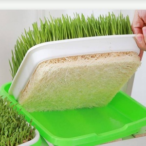 Bandeja de germinación para brotes de frijol, cultivo de vegetales, hidroponía, germinador de semillas, plato de germinación con drenaje - Product Image 3
