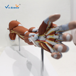 Modèle musculaire du membre supérieur humain (7 parties) : spécimen de structure musculaire détachable pour l'enseignement de l'anatomie. - Product Image 4
