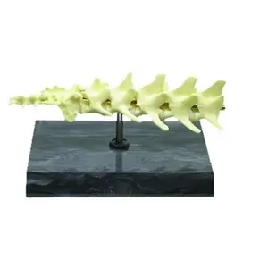 Tamaño de la vida de pvc <span class=keywords><strong>canino</strong></span> perro vértebras animal modelo de <span class=keywords><strong>esqueleto</strong></span> para la venta de animales de modelo linternas modelos anatómicos - Product Image 1