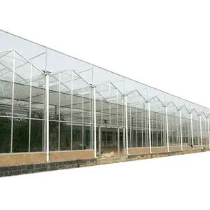 Invernadero de vidrio Venlo, sistema hidropónico, multispan, para agricultura, barato
