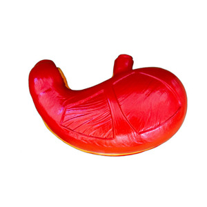 กายวิภาคทางการแพทย์ระบบย่อยอาหารของมนุษย์อวัยวะในกระเพาะอาหารแบบจำลองทางกายวิภาค - Product Image 2