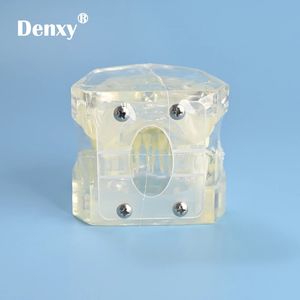 Denxy-modelo de ortodoncia para ortodoncia Dental, modelo principal transparente extraíble, soporte de Metal transparente, ligadura, atado de dientes - Product Image 6