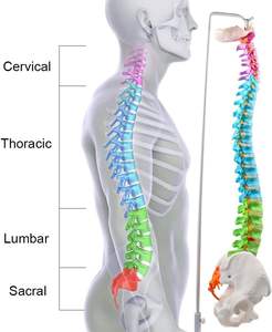 Medizinisches menschliches Wirbelsäulen modell Lehr anatomie modell Wirbelsäulen farbenes flexibles anatomisches Modell mit Wirbel nerven arterien Becken - Product Image 3