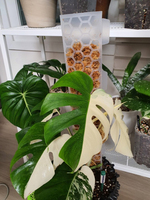 Pôle en plastique transparent de grande taille extensible moderne de 24 pouces en PP de qualité supérieure pour les plantes grimpantes
