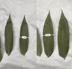 Hojas de Bambú Secas al Sol 100% Naturales para Hacer Pasteles, Precio Competitivo, Tamaño Grande de 9 cm en Adelante, Hojas de Bambú Secas de Vietnam - Product Image 4