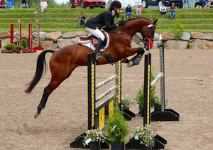 High Quality Outdoor <strong>Aluminum</strong> Metal <strong>Jumps</strong> With Swing Equipment for Horse Racing Sport <strong>Show</strong> - Product Image 2