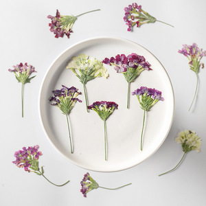 Verbena-Vela <span class=keywords><strong>con</strong></span> ramas para hacer jabón, planta Natural ecológica, flor prensada en marco - Product Image 2