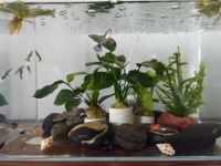 Anneau de fixation lesté en céramique pour plantes d'aquarium, base d'ancrage anti-flottabilité pour plantes aquatiques pour aquariums d'eau douce, vente en gros