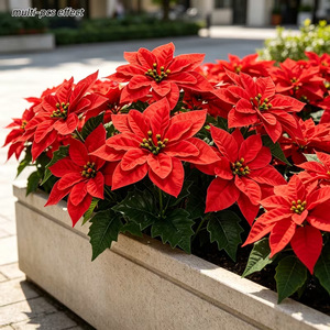 Fleur de Poinsettia Artificielle Homare Asa 30cm, Décoration de Noël, Branche Unique, Fleur Artificielle en Plastique, Décoration d'Intérieur - Product Image 3