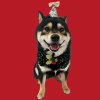 Tenue de Noël pour animaux de compagnie en velours scintillant avec nœud papillon et chapeau 3D pour chat et chien