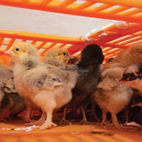YYB LMC03 Nouvelle cage de transport pliable en plastique PP pour cailles et poussins, type H, longue durée de vie, garantie 1 an