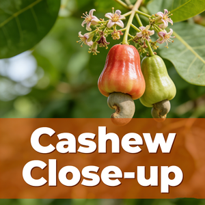 Cashew-Träger<span class=keywords><strong>öl</strong></span> Großhändler Rohes Cashew-Nuss<span class=keywords><strong>öl</strong></span> Kaltgepresstes Cashew<span class=keywords><strong>öl</strong></span> Lieferant für Hautpflege/Massage OEM/ODM - Product Image 3
