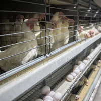 Nouvel équipement d'élevage avicole BANGYUAN AYA-600 en acier galvanisé à chaud, système de cages automatiques pour poules pondeuses