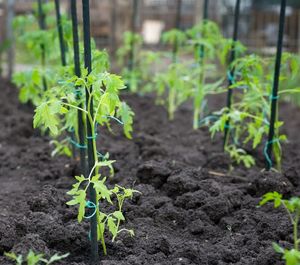 Erhältlich zu wettbewerbs fähigen Preisen Umwelt freundliche Garten dekor Metall pfähle Beste Qualität Landwirtschaft Garten pfähle - Product Image 6