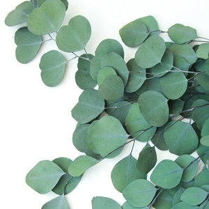 Bouquet de feuilles d'<span class=keywords><strong>eucalyptus</strong></span> séchés, 10 pièces, plantes, fleurs brunes, tige unique, pour décoration de mariage - Product Image 6