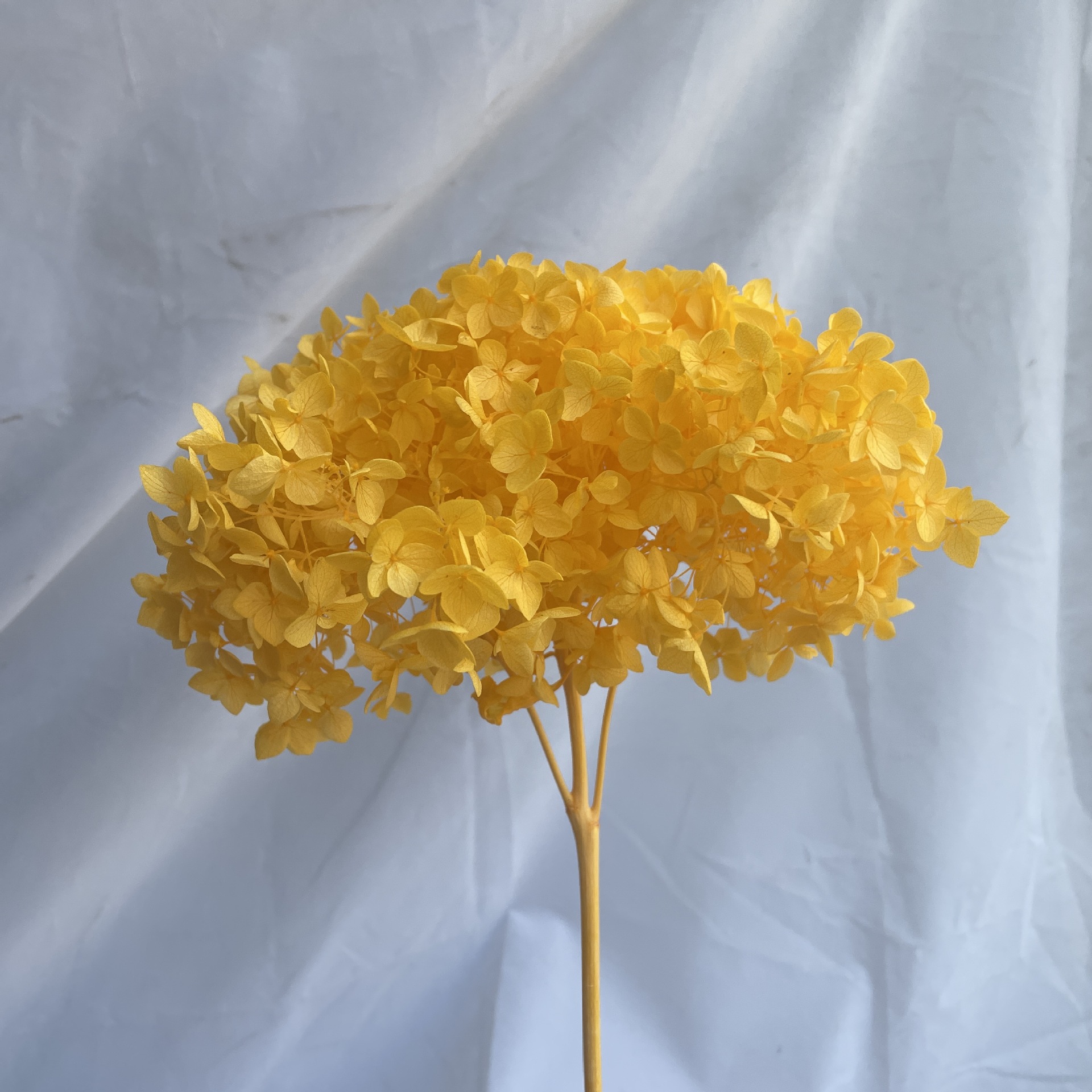 Jaune doré profond