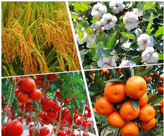 Сельскохозяйственная хелатирующая соль, органическое удобрение 100% WS, цена