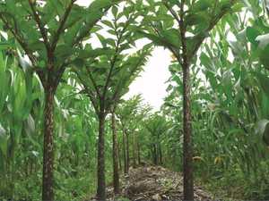 Harga grosir pabrik 100% bubuk glucomanna Glucan ≥ 90.0% viskositas tinggi <span class=keywords><strong>Konjac</strong></span> <span class=keywords><strong>Gum</strong></span> - Product Image 4