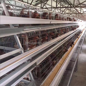 Sistema Avanzado de Alimentación y Limpieza de Estiércol Totalmente Automático Tipo H para Pollos de Engorde, Jaula Avícola Comercial de Gran Capacidad - Product Image 1