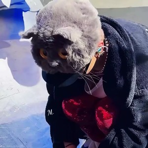 G-Dragon KPOP Konzert für Katzen ohr Hut Soft Cute Cartoon Tier Werbe kappe Großhandel - Product Image 2