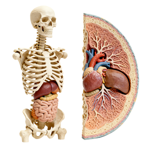 Modèles d'anatomie humaine en céramique de qualité médicale imprimés en 3D pour prototypage rapide, tailles et couleurs personnalisées pour l'usinage - Product Image 3