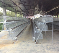 Cage à poulets de haute technologie Rtl, nouvelle, prête à l'emploi, 3 niveaux, type D, pour 1000 poulets aux Philippines