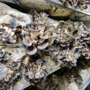 Bac de culture automatique empilable avec drainage des eaux usées, pompe à roulement, ventilation temporisée, conteneur scellé et isolé pour champignons - Product Image 2