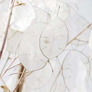 Lussuoso Bouquet di Fogliame Essiccato e Conservato, Lunaria Annua per Decorazioni Domestiche - Product Image 5