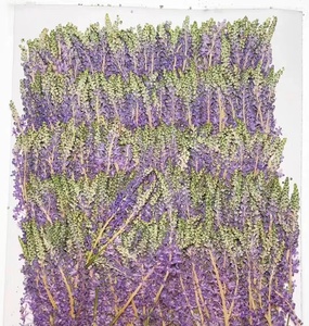 12 pièces/sac <span class=keywords><strong>Jacinthe</strong></span> japonaise pour cadre photo de mariage, fabrication de bougies en résine époxy, fleurs pressées - Product Image 5