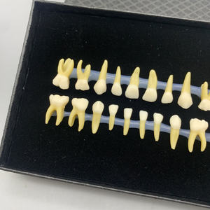 Dimostrazione della pratica dello studente della fossa e della fessura con un modello di sostituzione dei denti per bambini <span class=keywords><strong>a</strong></span> due colori - Product Image 4