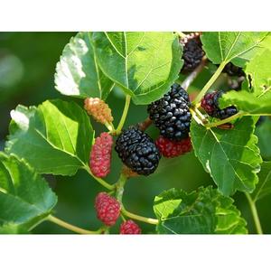 Hojas de Morera Puras que Ofrecen Soporte Antioxidante Natural con Beneficios Vegetales Ricos en Nutrientes que Promueven el Bienestar y el Equilibrio Digestivo - Product Image 5