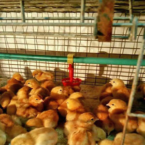 RS-58 Automatic Frango Rega Mamilo Bebedor Poultry Coop Chicken Hanging Cup - Product Image 6