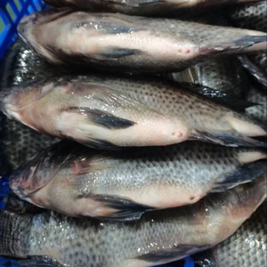 Proveedor mayorista chino Tilapia Black Fish Mariscos Producto Frozen Live Tilapia Fish para Steam Fish - Product Image 1