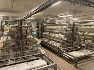 Yumurta tabakası tavuk kanatlı çiftliği için bir tip pil tabakası tavuk kafesi yetiştiriciliği tavuk kafesi <span class=keywords><strong>roost</strong></span> kafes - Product Image 6