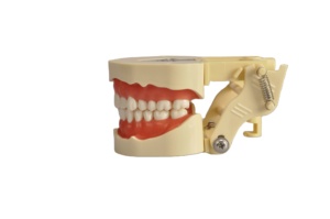 Modelo de dientes reemplazables Tipodont para práctica dental Goma blanda Enseñanza estándar Preparación de la cavidad oral en ciencia médica - Product Image 5