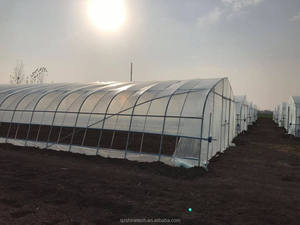 Industriële Tomaat Agrarische Kas 50X8M Enkelvoudige Overspanning Plastic Film Type Tunnel Kas Te Koop - Product Image 3