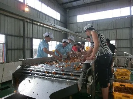 L'installation de transformation fraîche automatique de sauce à sauce tomate à échelle réduite usine le prix