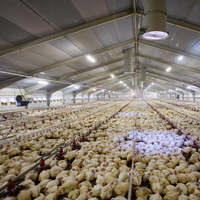 Gallinero Automático de Diseño Moderno para 30000 Aves, Construcción Completa para Pequeñas Granjas y Cría de Pollos a Gran Escala
