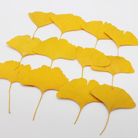 Fiori Secchi di Ginkgo Biloba, Foglie Vere, Esemplari Vegetali, Fiori Pressati per Pittura Fai-da-Te per Bambini, Adesivi, Segnalibro con Foglie di Ginkgo