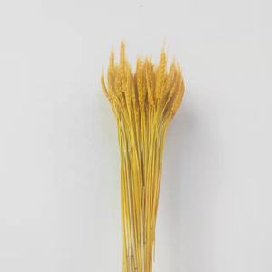 2025 la fleur de blé séchée en gros d'usine pour la décoration de maison/mariage pour <span class=keywords><strong>Bouquet</strong></span> de fleurs - Product Image 3