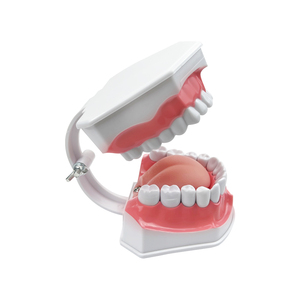 Modèle d'enseignement de dentisterie anatomique de la bouche entière, en plastique, avec dents amovibles, pour la pratique de la brosse à dents et la démonstration du soin interdentaire - Product Image 2