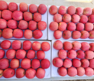 Bán buôn giá tốt nhất Fuji táo đỏ hữu cơ trái cây tươi từ Trung Quốc ngọt ngào pome lê với hương vị tuyệt vời - Product Image 4