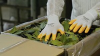 Daun Salam Turki Pilihan Kelas Satu 4-7cm Daun Laurel Kering 500kg AD Bumbu Herbal Alami Mentah Bersertifikat ISO/HACCP Terbaru