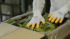 Vente chaude Fournisseur d'épices d'usine Feuilles de laurier sélectionnées cueillies à la main en Turquie 4-7cm Feuilles de laurier séchées Emballage en balles Herbe naturelle Épice - Product Image 5