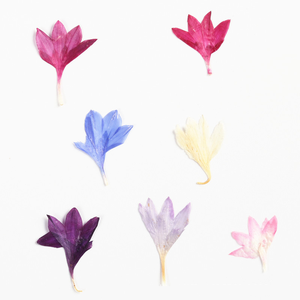 Naturale vero essiccato <span class=keywords><strong>fiordaliso</strong></span> pressato <span class=keywords><strong>fiori</strong></span> <span class=keywords><strong>fiori</strong></span> <span class=keywords><strong>fiori</strong></span> <span class=keywords><strong>fiori</strong></span> secchi Centaurea Cyanus per <span class=keywords><strong>fiori</strong></span> epossidici - Product Image 4