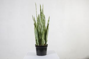 Plantas <span class=keywords><strong>de</strong></span> Serpiente Artificiales <span class=keywords><strong>de</strong></span> 90CM, Tipo <span class=keywords><strong>Lengua</strong></span> <span class=keywords><strong>de</strong></span> Madre <span class=keywords><strong>de</strong></span> <span class=keywords><strong>la</strong></span> Novia, Verdes, <span class=keywords><strong>de</strong></span> Gran Tamaño - Product Image 2