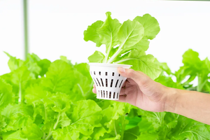 Gran sistema automático de doble capa Invernaderos agrícolas multitramo con ABS/cubierta de aleación de aluminio Producto verde ecológico - Product Image 5