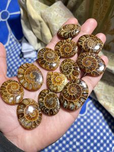 Cabochons d'ammonites, pierres précieuses de formes variées pour la fabrication de bijoux, prix en gros - Product Image 1