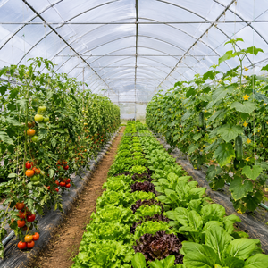 Solution professionnelle de serres agricoles en film pour les exploitations commerciales de tomates, concombres, laitues, fraises et légumes - Product Image 5