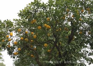 Zumo de pomelo dorado seco natural, polvo de pomelo para confitería de jugo, té de la leche, bebida de fruta instantánea de la fábrica BRC - Product Image 6